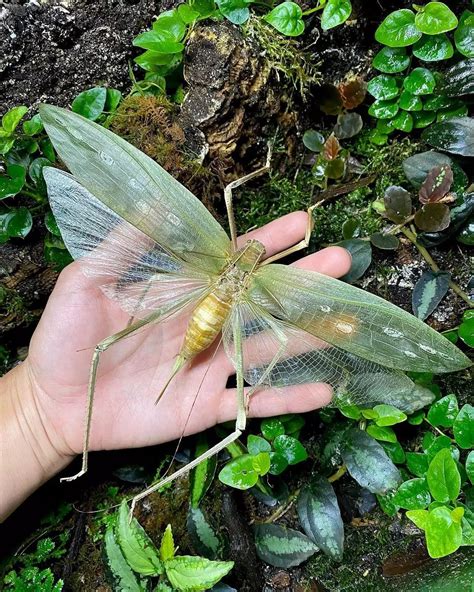 giant malaysian katydid|Malayan Leaf Katydid (Arachnacris corporalis)